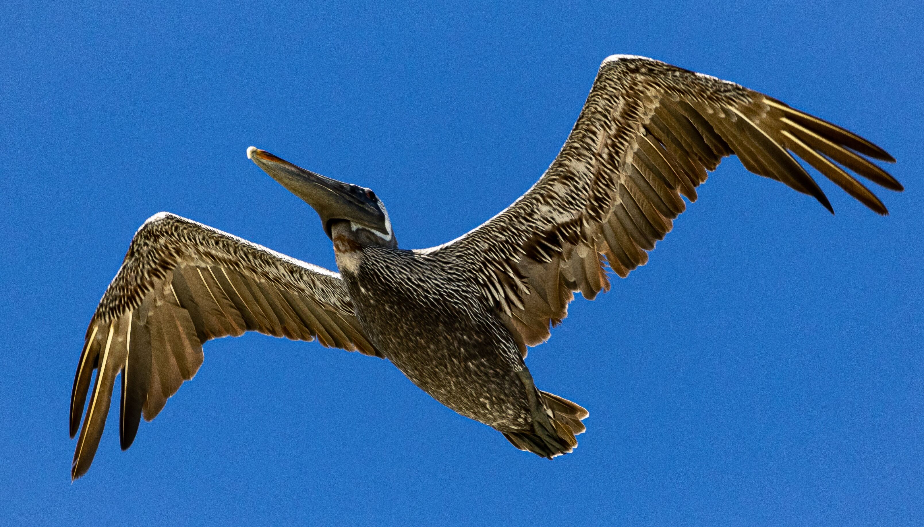 A large bird of prey in flight against a clear blue sky.