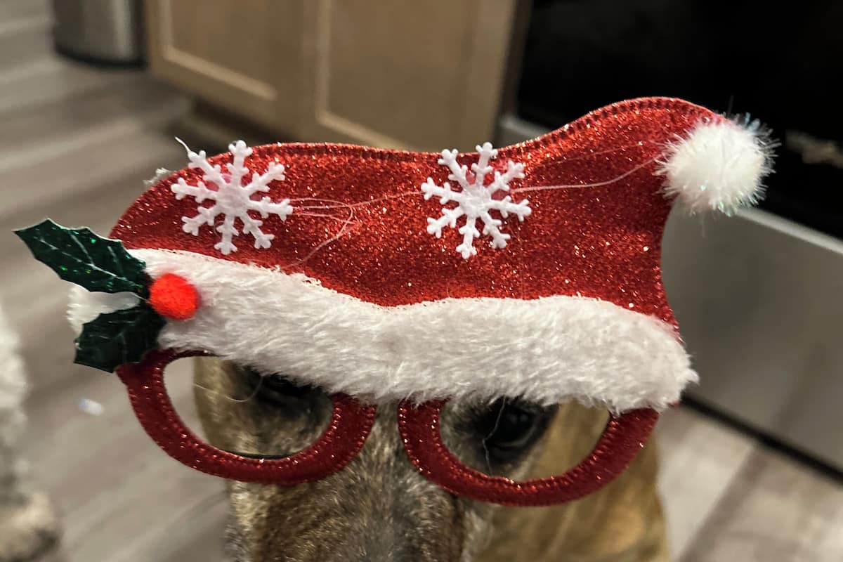 Fully Accessible Handicapped Apartment Queen Ground Floor No View | Servicio a la habitación