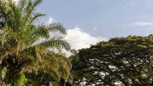 A pathway leading to a building with a red roof, surrounded by palm trees and a large tree with a dense canopy. - Hotel Rancho Eden (Armenia)