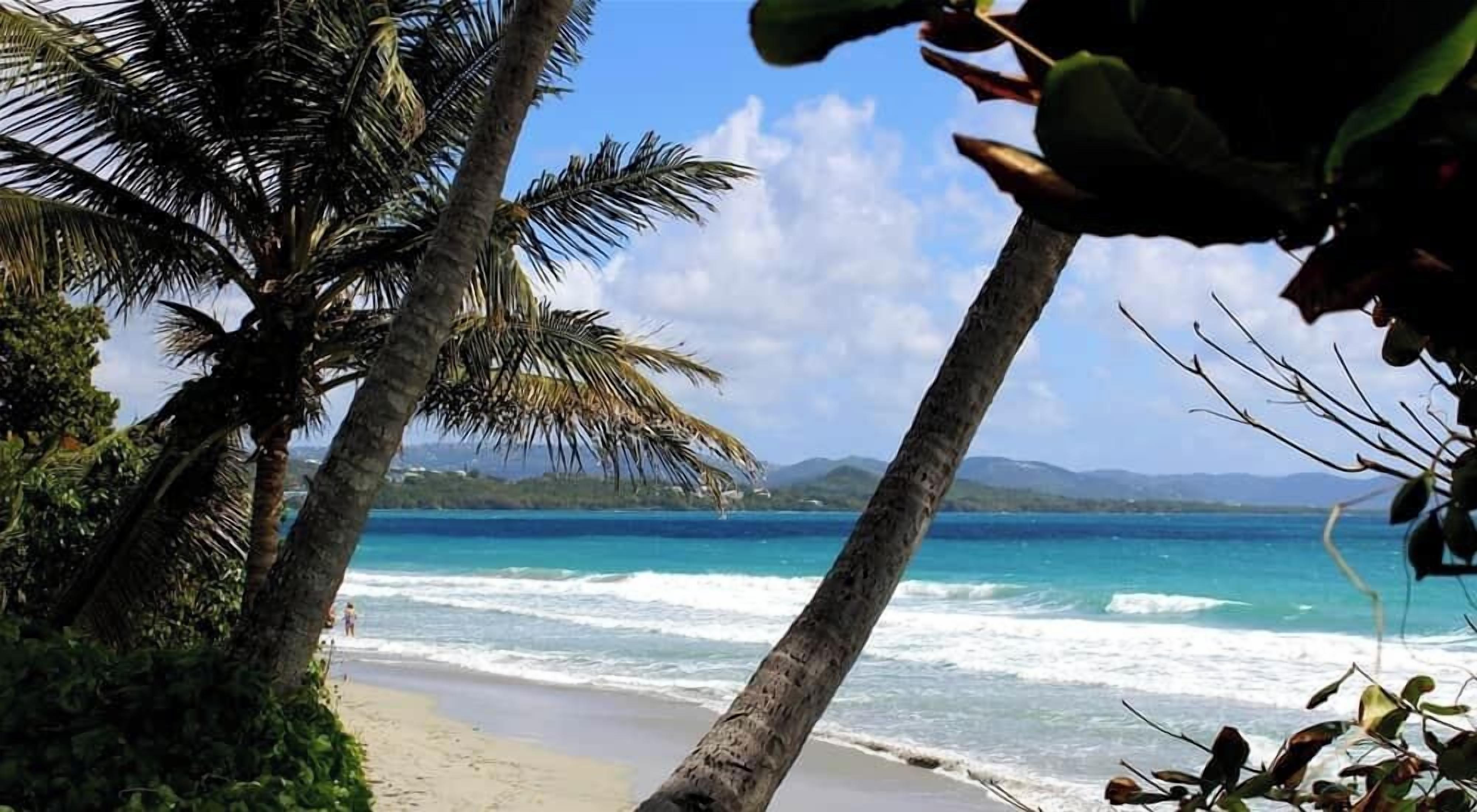 A beach with palm trees and a view of the ocean.