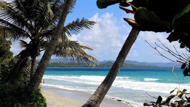 Una playa con palmeras y vista al océano.