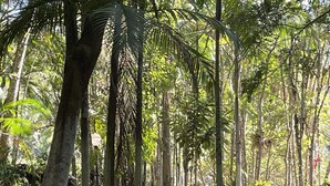 Un jardin tropical avec des palmiers et un sentier en briques.
