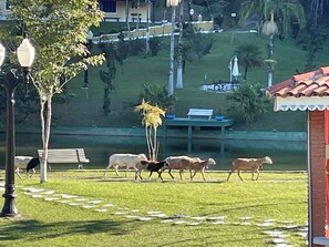 Hiking - Sítio Renovo Juquitiba  (Juquitiba)