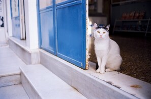 Aceita animais de estimação