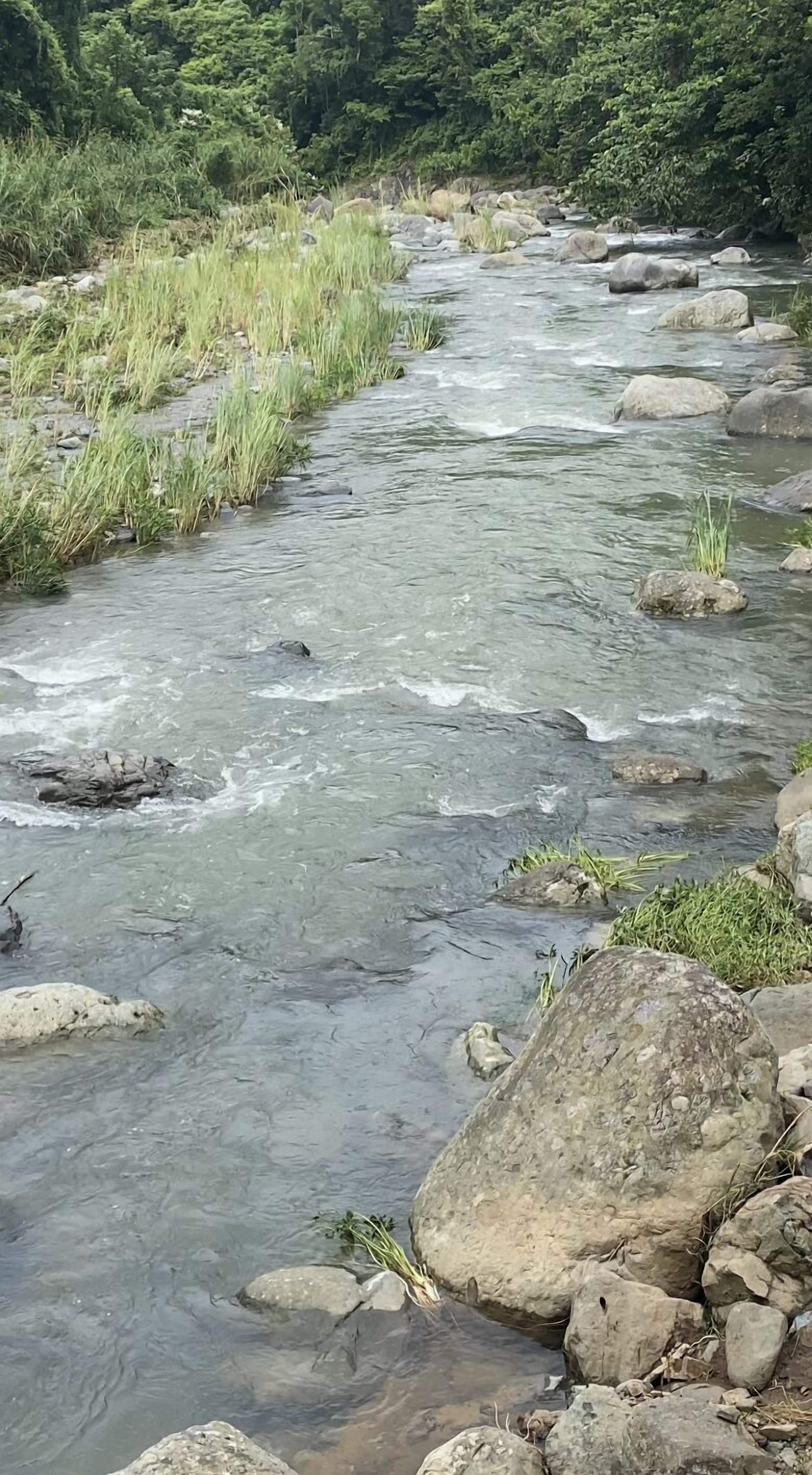 Un arroyo cristalino con rocas y hierba a orillas, rodeado de abundante vegetación.