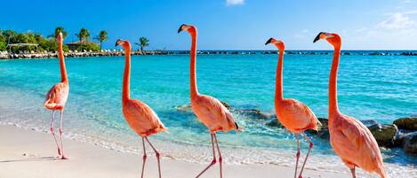 Flamingos caminhando numa praia com água turquesa transparente e uma linha de costa distante.