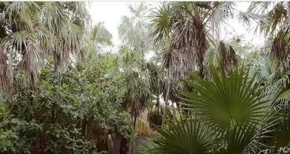 Design Studio Holistika TULUM