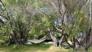 Un hamac tendu entre deux arbres, dans un espace herbeux.