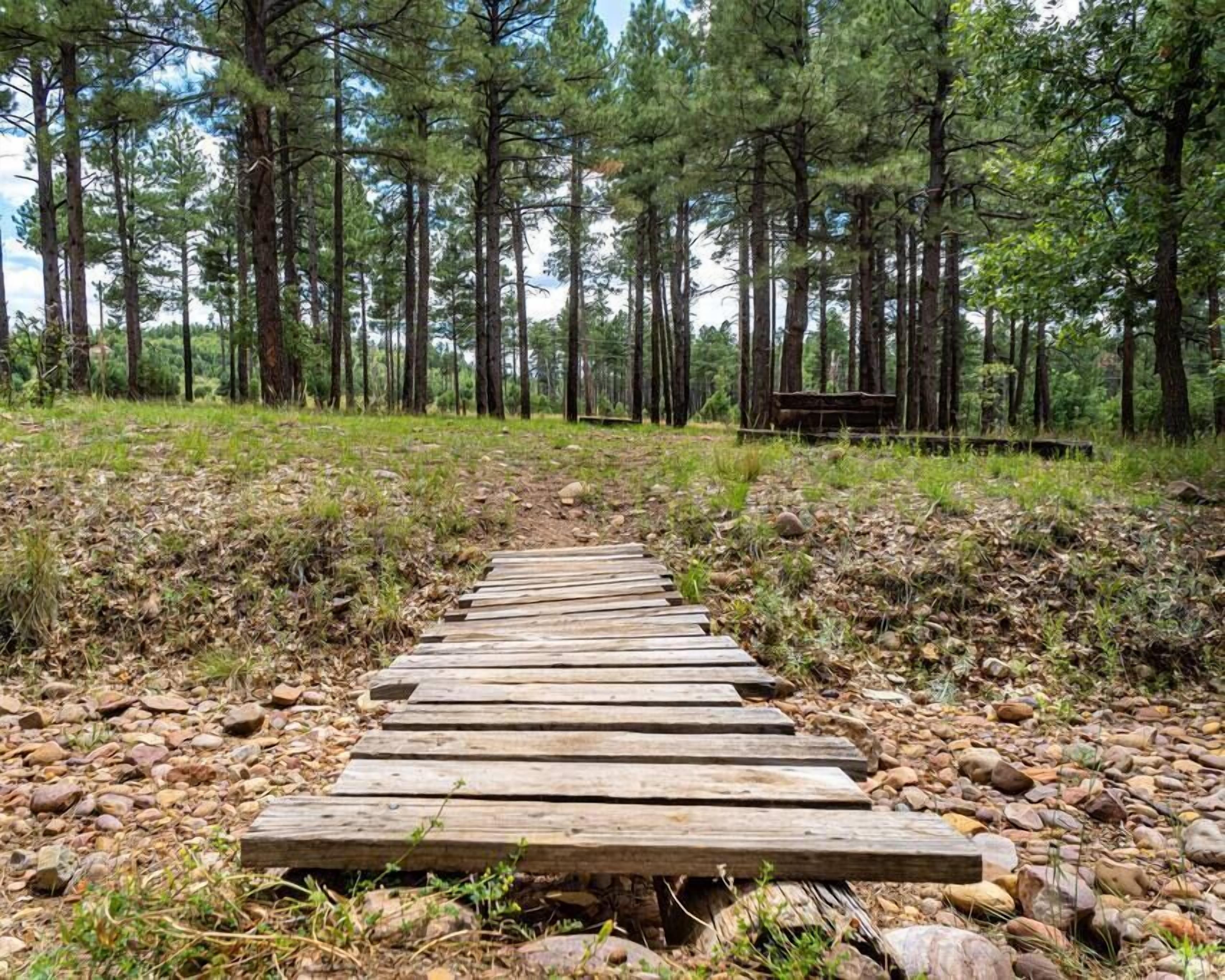 Una passerella in legno che si snoda attraverso una zona boschiva con alti pini.