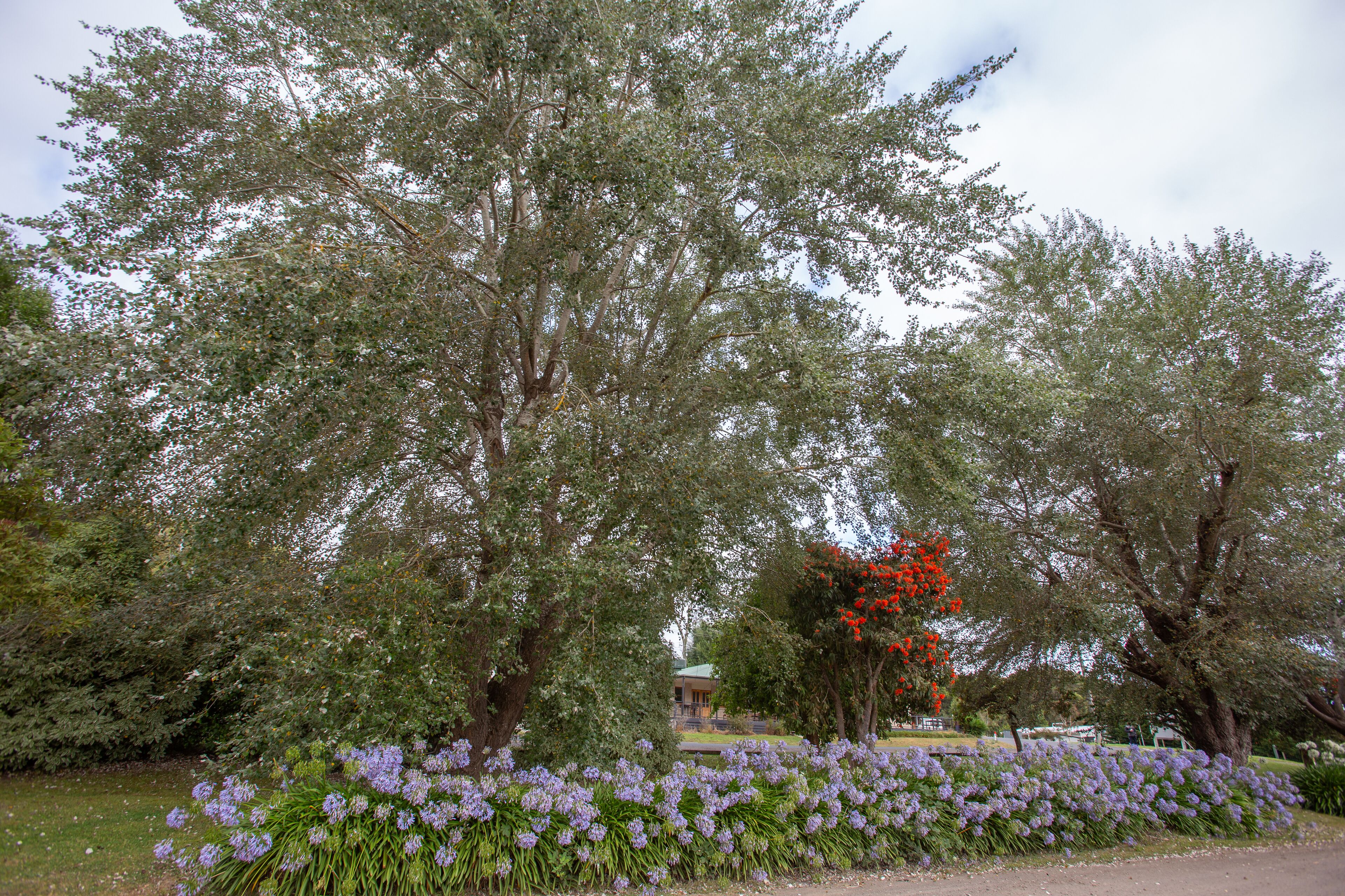 A garden with trees and a flower bed.