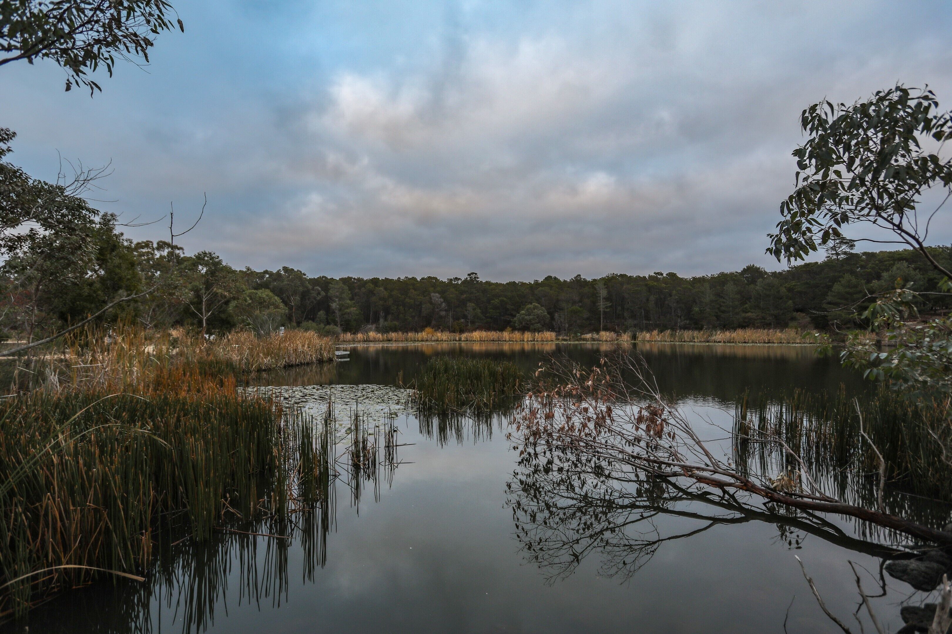 Un lago tranquilo rodeado de árboles y juncos densos.