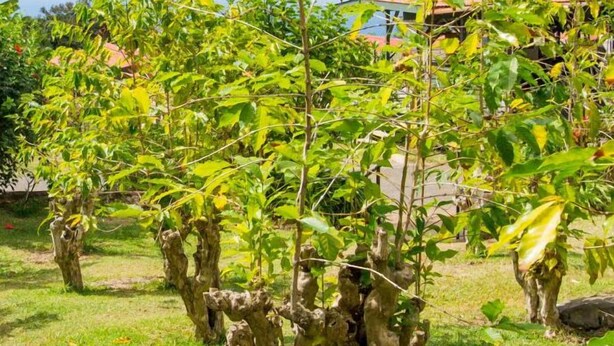 Un jardín con varios árboles, una zona cubierta de césped y un edificio al fondo.