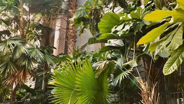 Un jardin luxuriant où s’épanouissent diverses plantes tropicales, notamment des palmiers et de grandes plantes à larges feuilles, ainsi que des objets décoratifs de forme sphérique.