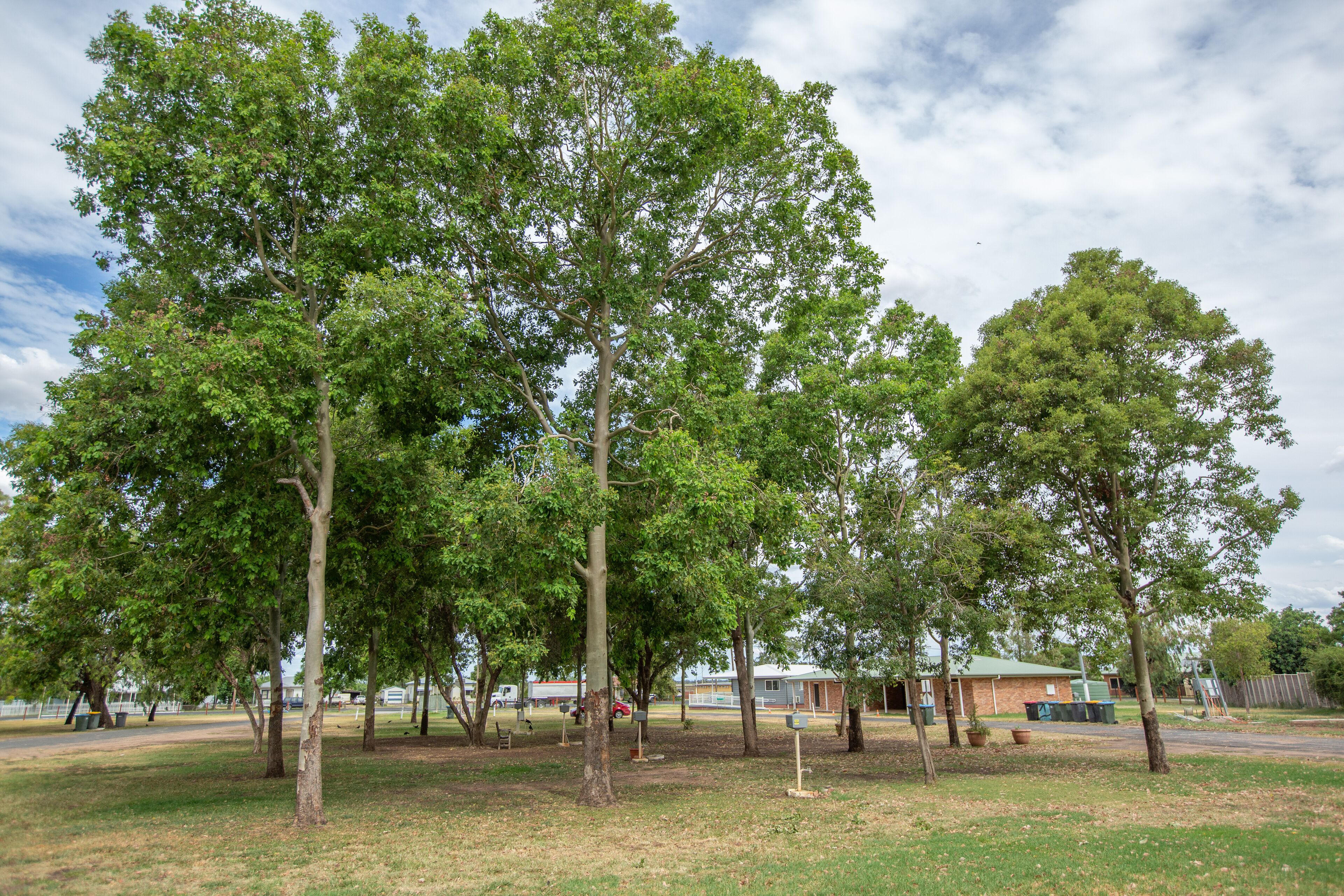 A park with several trees and a building in the background.