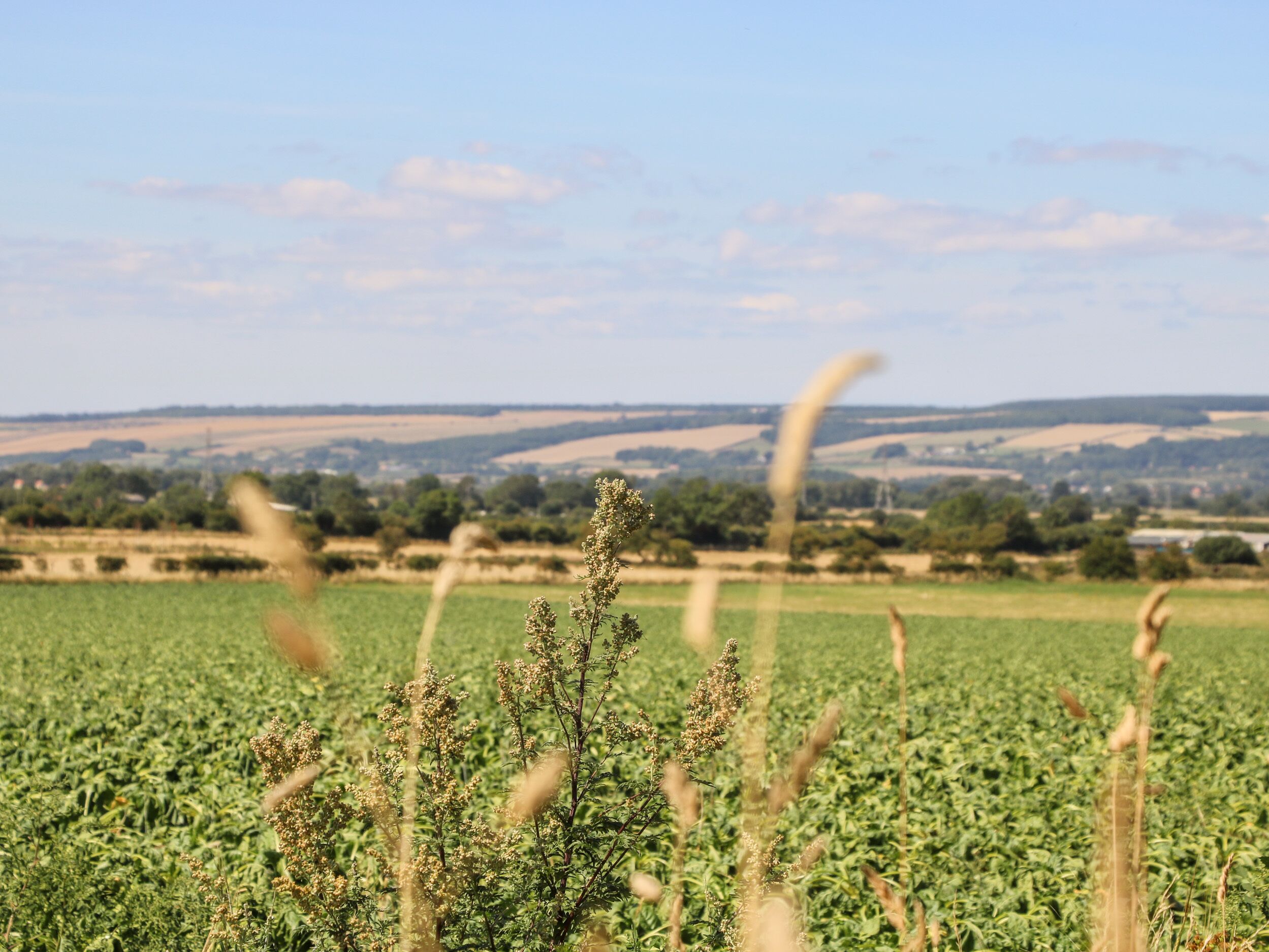 A field with tall grasses in the foreground and a distant view of a town with rolling hills.