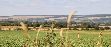 A field with tall grasses in the foreground and a distant view of a town with rolling hills.