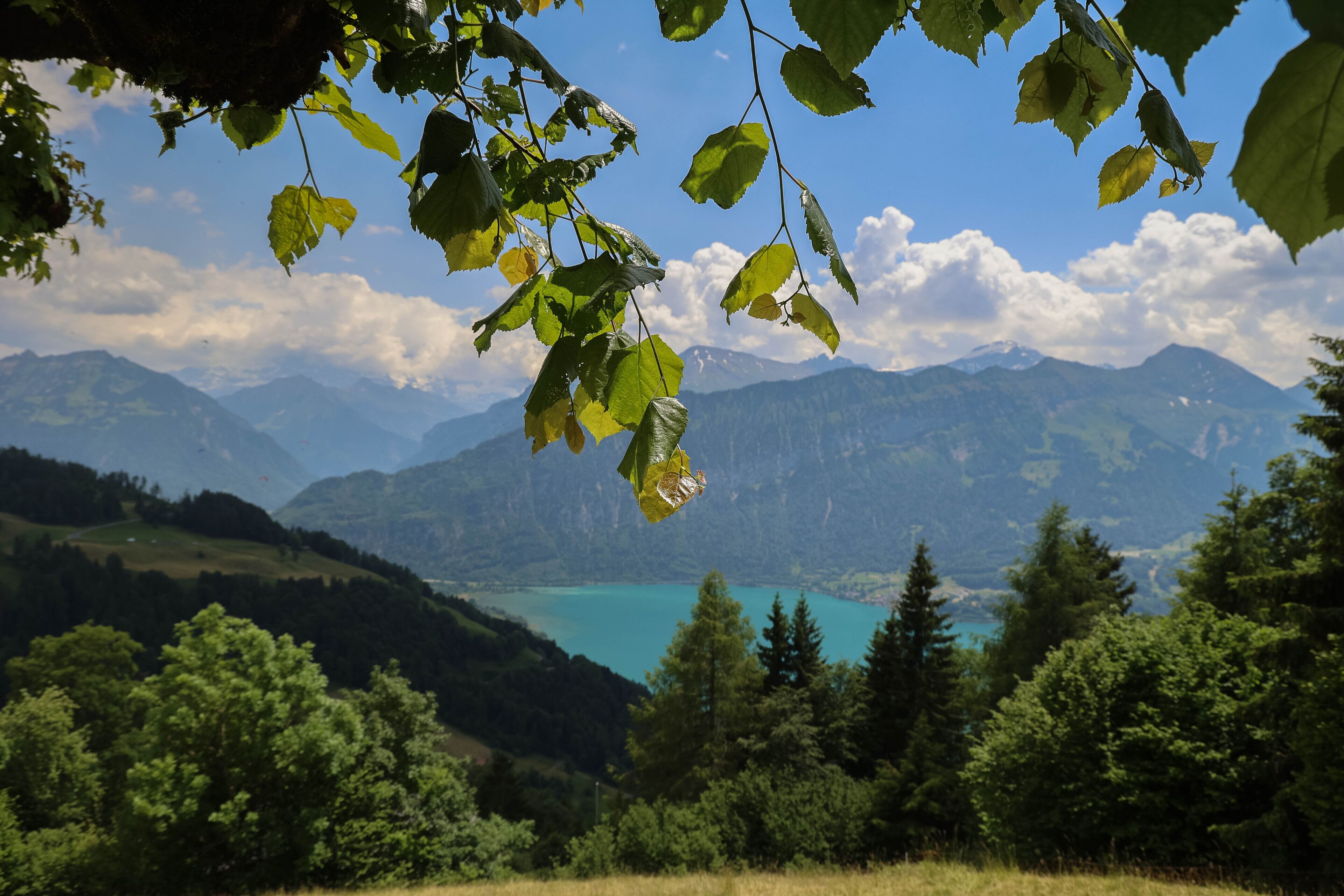 Un paysage montagneux avec un lac et une forêt dense.