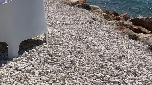 A pebbled beach with a clear view of the sea and distant hills. - Penthouse with the blue kitchen and view of Brijuni in Peroj (Peroj)