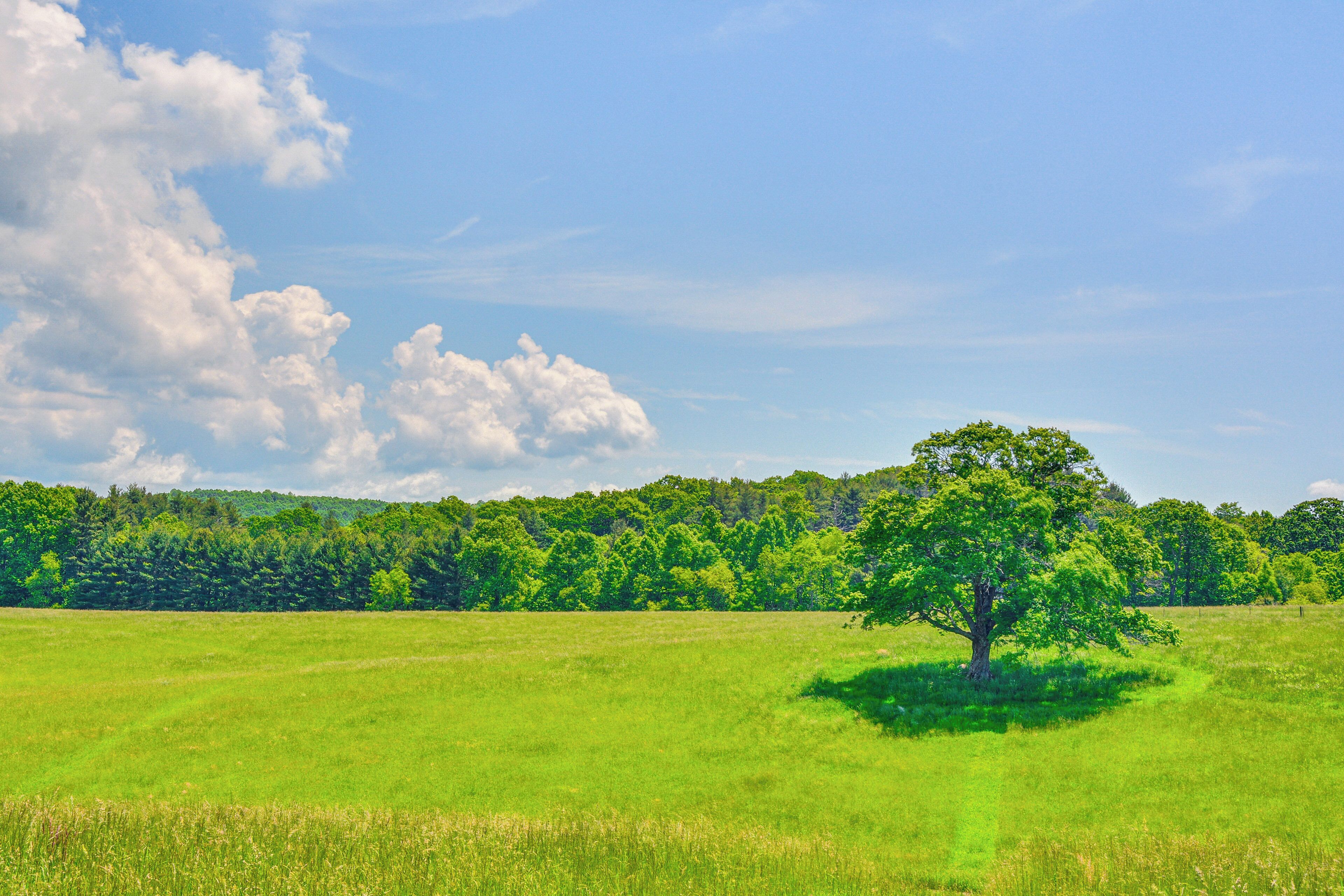 A single tree in a grassy field with a forest in the background.