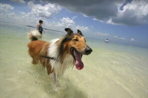 A dog standing in shallow water with a person in the background. - Simply Kensington by Ready Set Stay (Kensington)