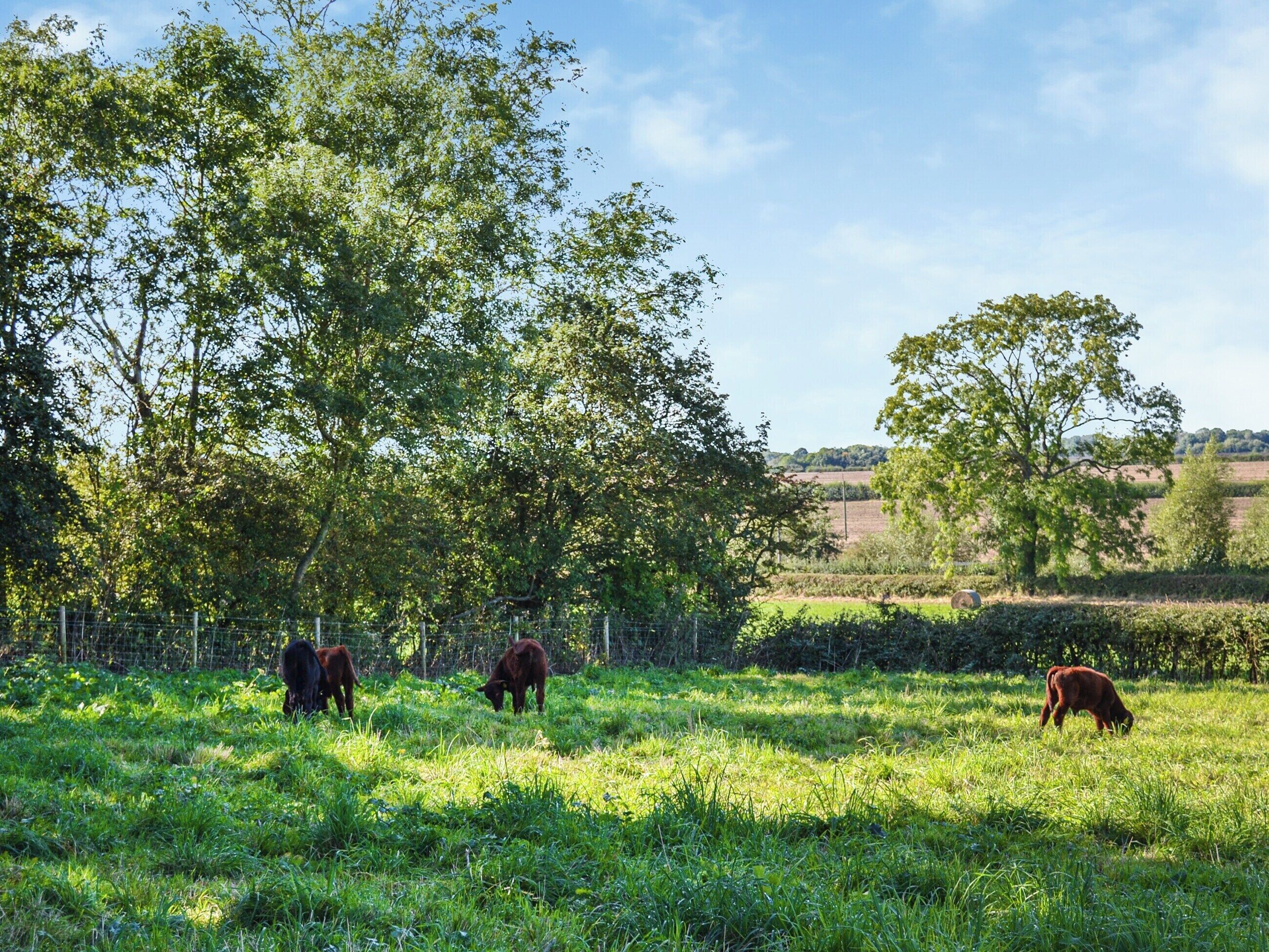 A rural landscape with three cows grazing in a field, surrounded by trees and a fence.