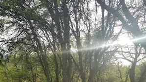 Un columpio verde en un parque con césped y árboles.