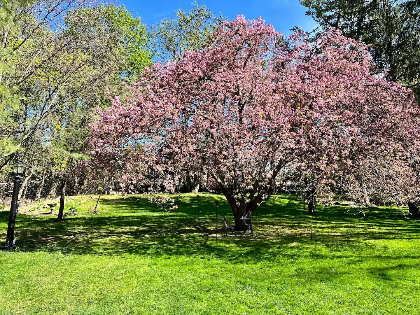 Ein Park mit einem großen Baum in voller Blüte, umgeben von Gras und weiteren Bäumen.