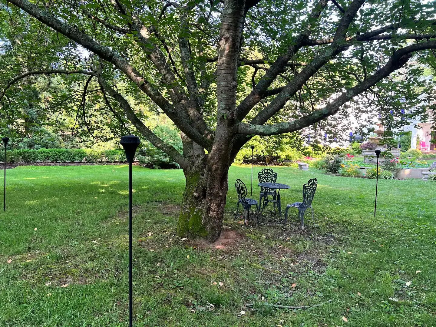 A tree with a table and chairs underneath.