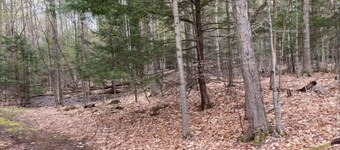 In the woods
