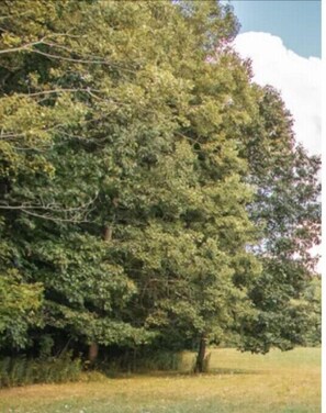 Golf - Main farm 2
(Arkport)