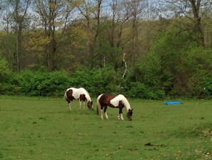 Property grounds - Main Farm Cabin
 (Arkport)