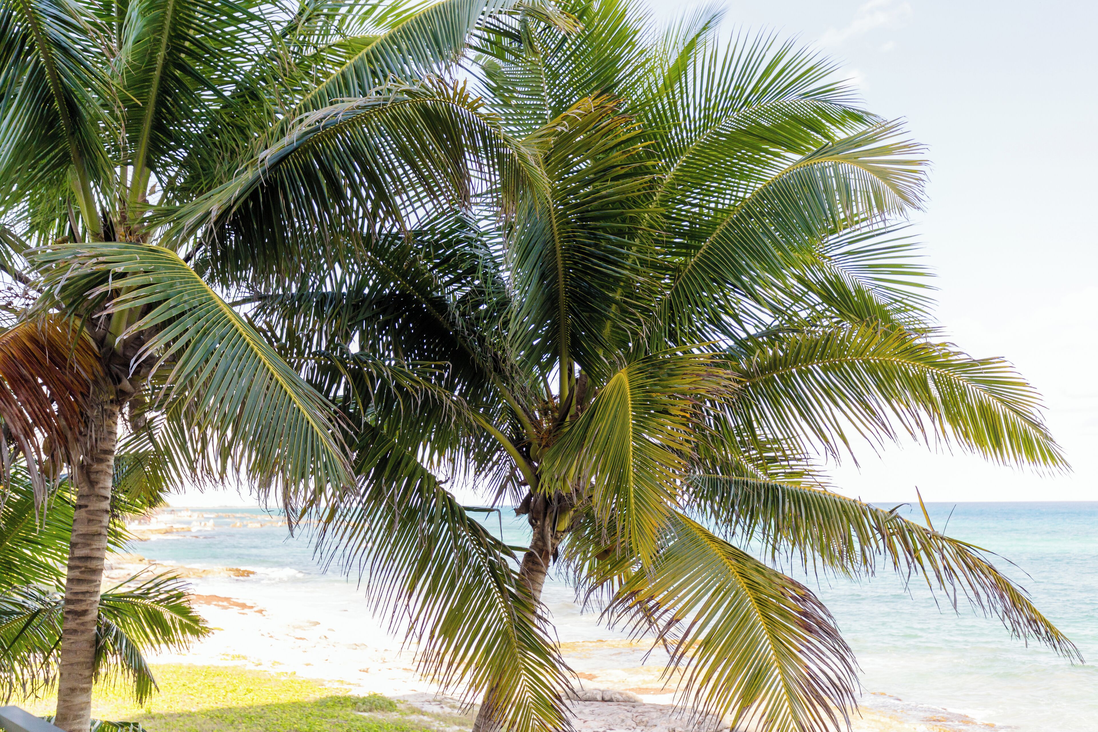 Una playa con palmeras y el océano.