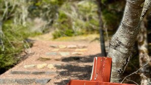 A wooden sign with "Coastal Trail" written on it, attached to a tree. - Captain's suite @ The Homestead Oceanfront (Norman's Cove-Long Cove)