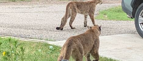 Two wild cats on a road with a vehicle parked nearby.