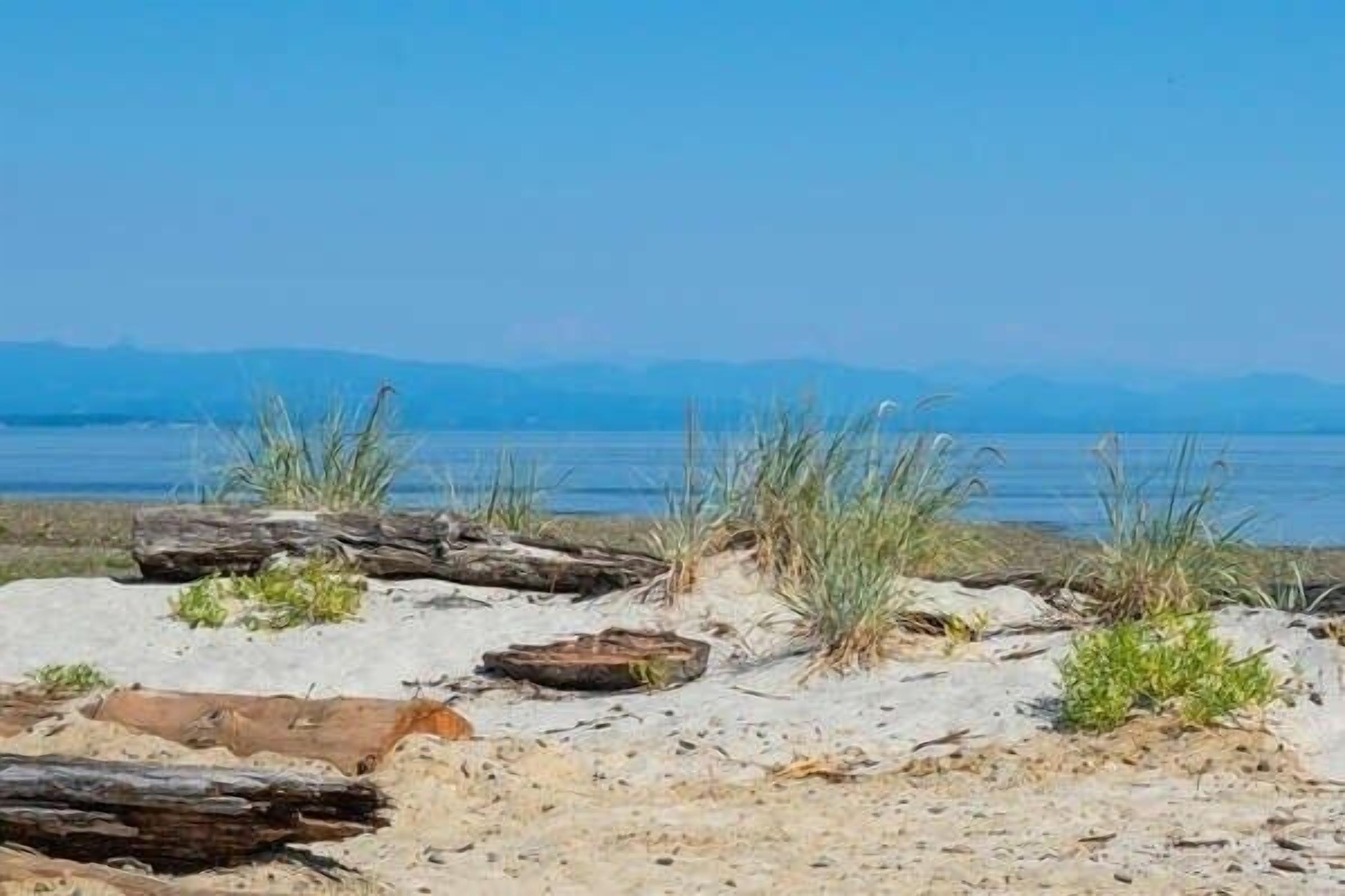 A beach with driftwood and sparse vegetation.