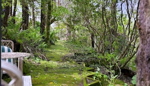 Explore a serene forest path winding through lush vegetation and trees.
