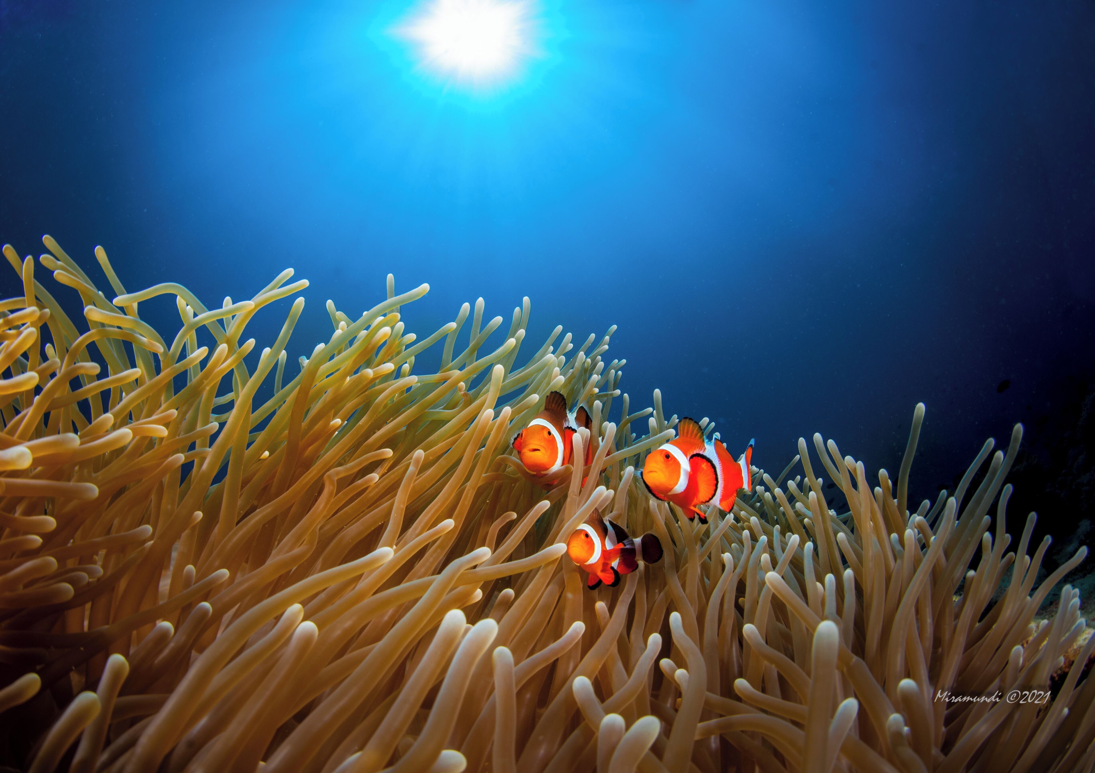 A close-up of an anemone with two clownfish swimming among its tentacles.