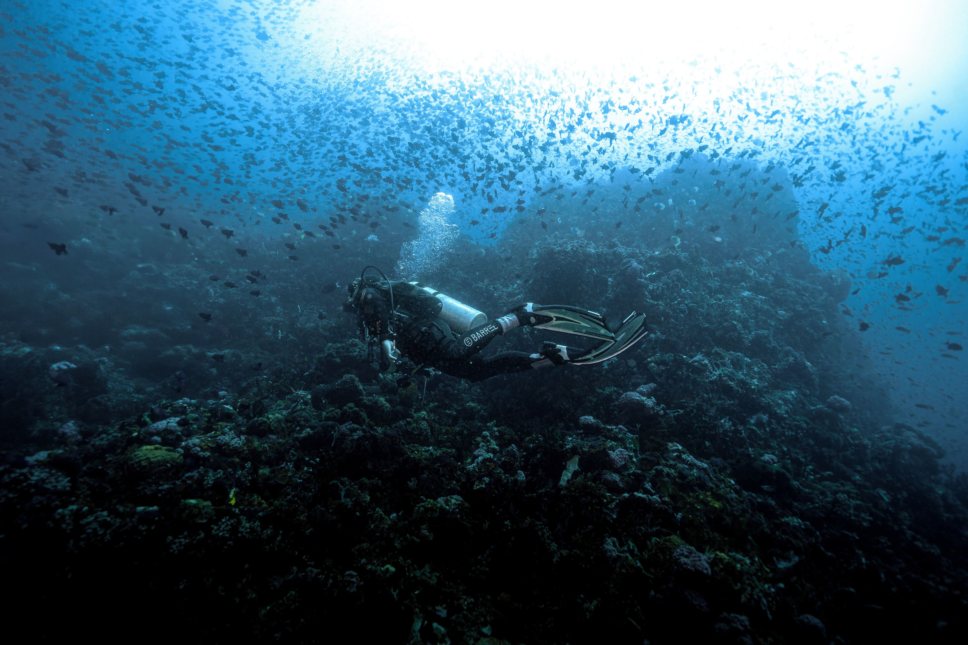 A diver underwater with a large school of fish above.