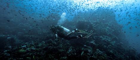 A diver underwater with a large school of fish above.