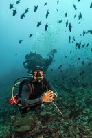 A diver surrounded by a school of fish, with a clear view of the underwater environment.