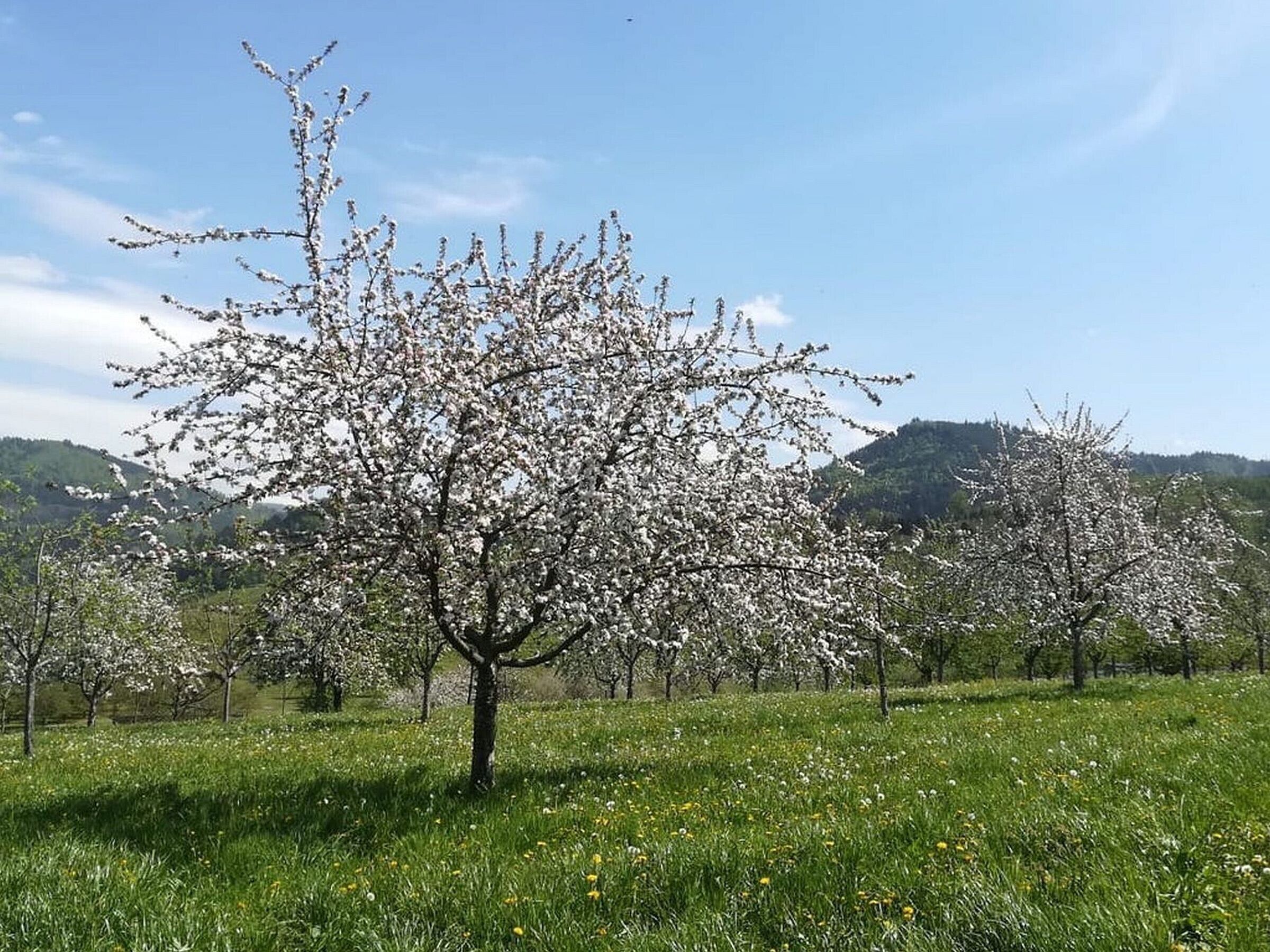 Ein Baum in einem Feld, im Hintergrund ein Berg.