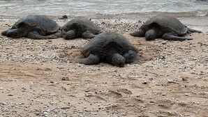 Tres tortugas marinas sobre una playa arenosa con piedras y aguas poco profundas al fondo.