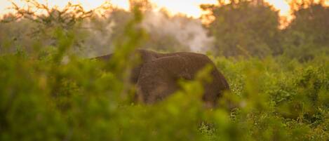 An elephant in a natural setting with dense vegetation and trees in the background.