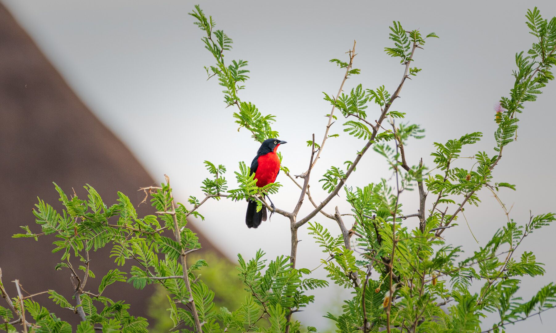 A bird perched on a branch with green foliage.