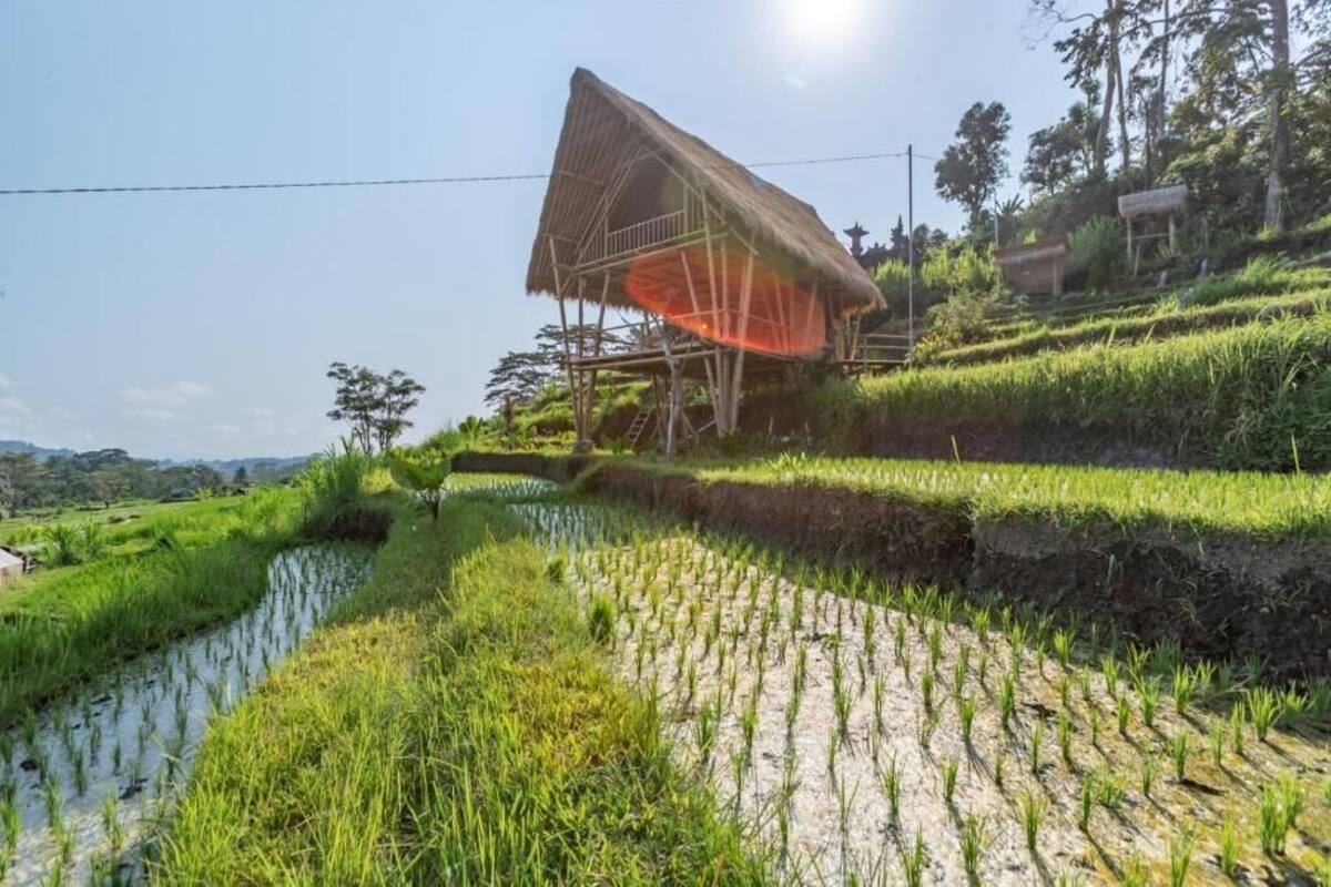 A traditional house with a thatched roof on a terraced rice field.