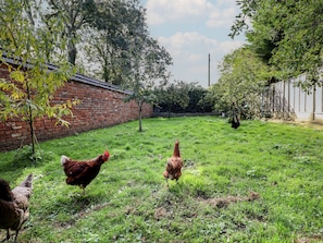 Property grounds - Swallow's Nest (Gainsborough)