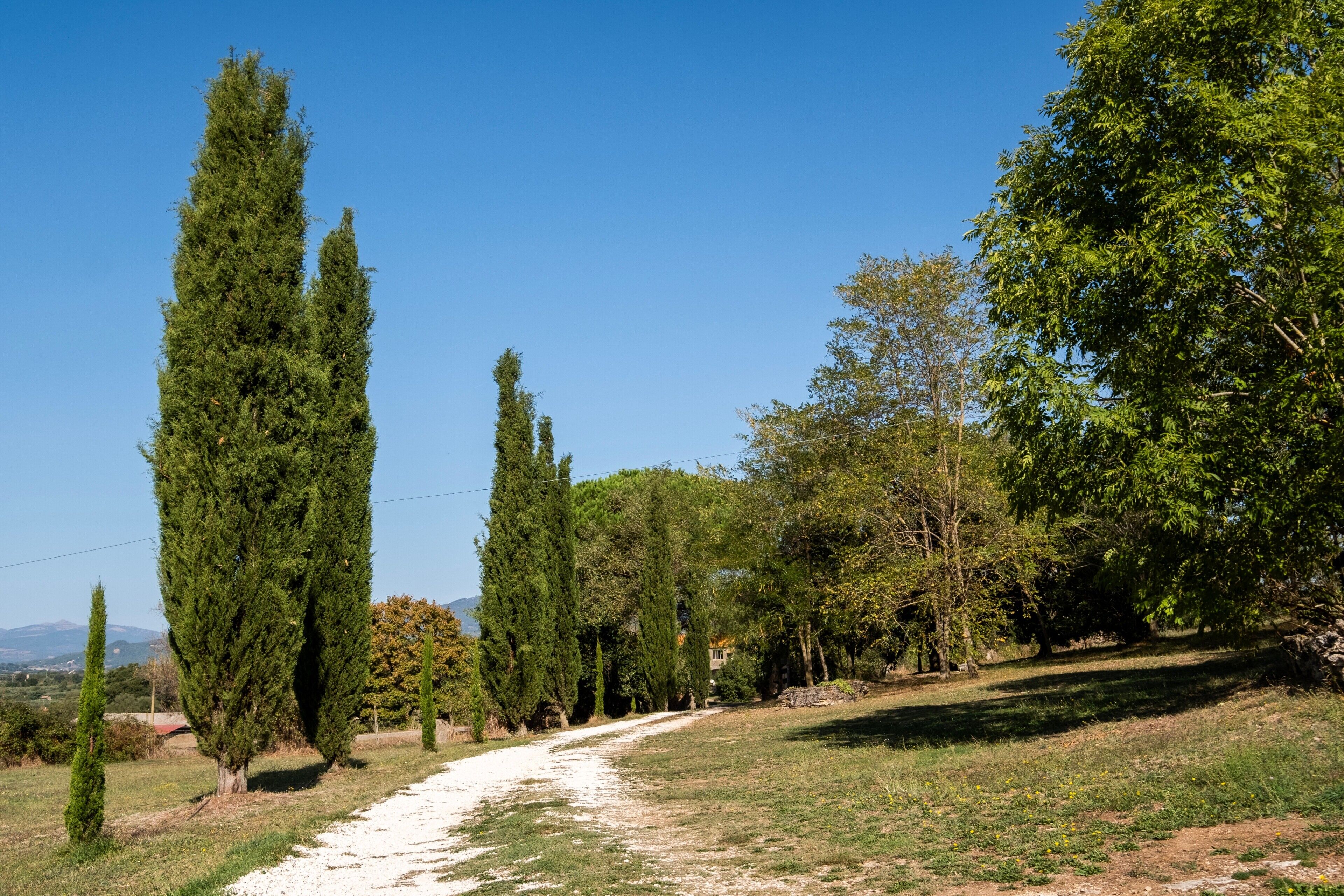 A dirt path leading through a rural landscape with tall cypress trees and a variety of other vegetation.