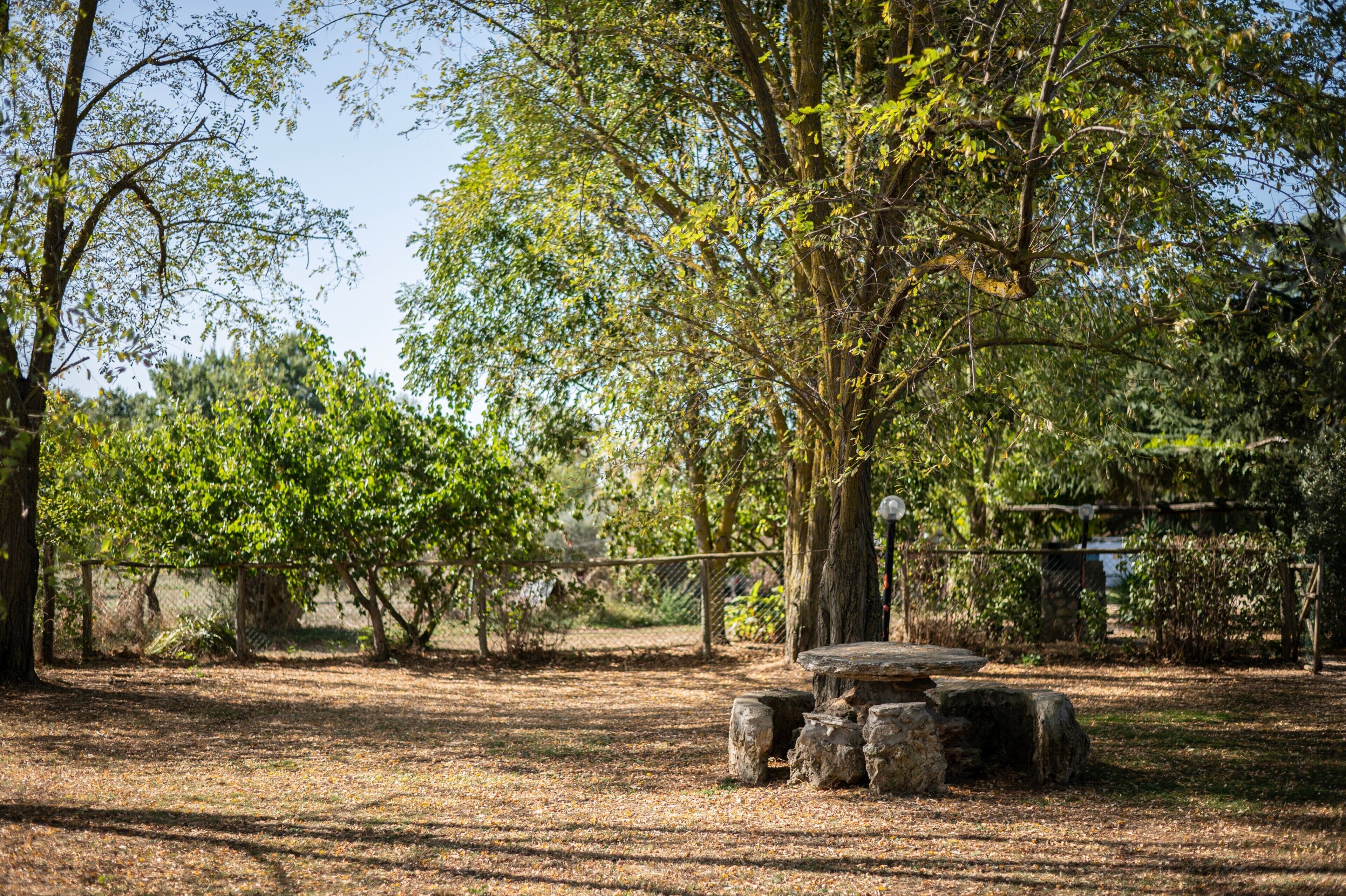 A natural outdoor area with trees, a stone bench, and a fence.