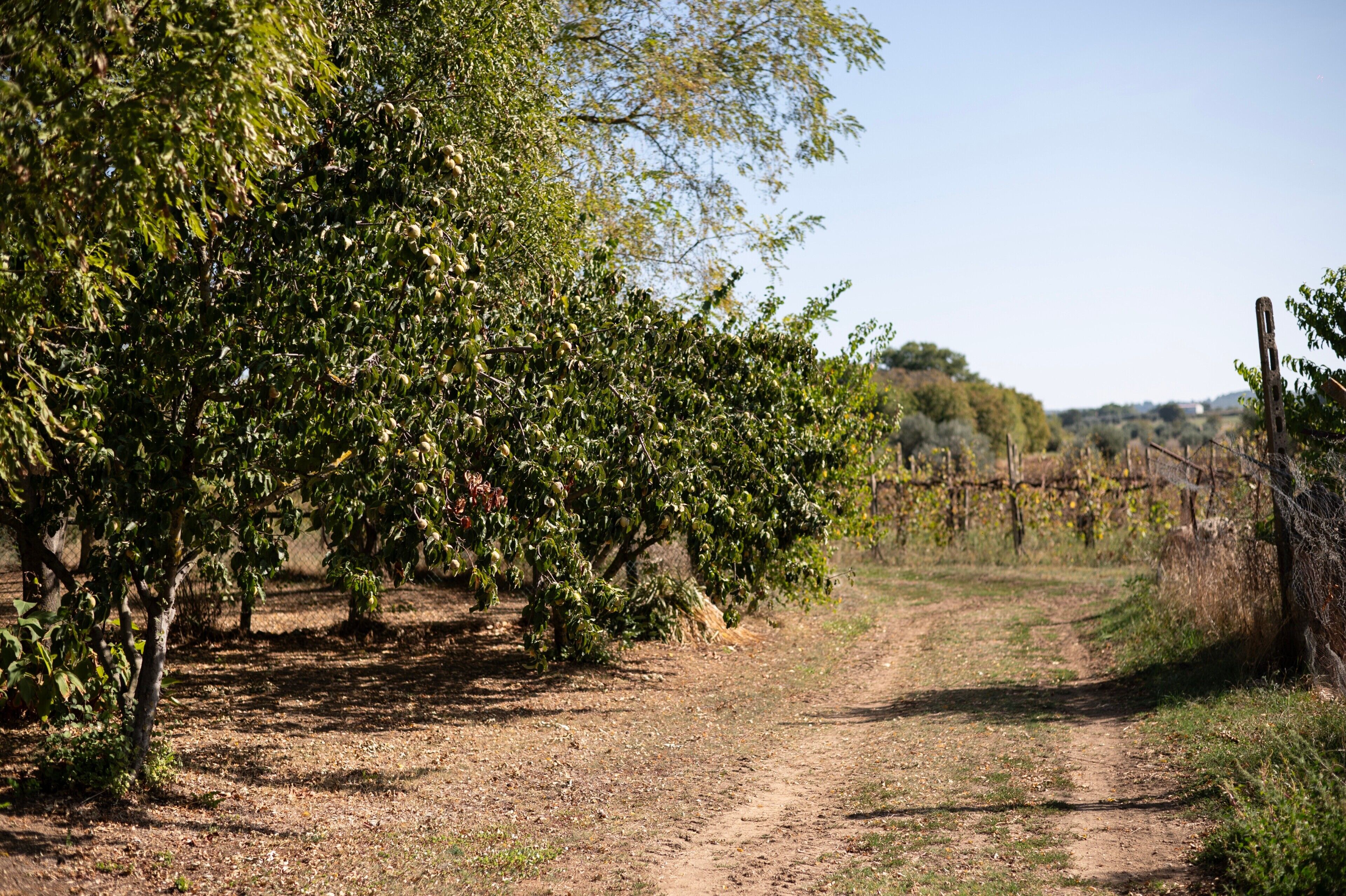 A dirt path in a vineyard with rows of trees bearing fruit.