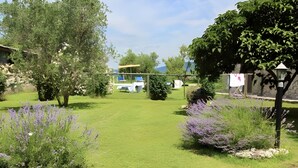 Un jardín con césped, árboles y plantas de lavanda.